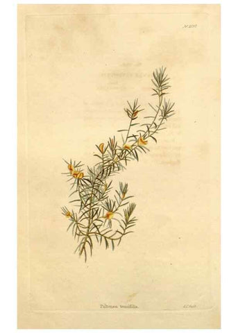 Reproducción/Reproduction 48782769851: The botanical cabinet. London :John & Arthur Arch ...,1817-1833.. 