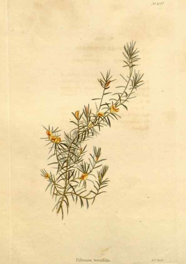 Reproducción/Reproduction 48782769851: The botanical cabinet. London :John & Arthur Arch ...,1817-1833.. 