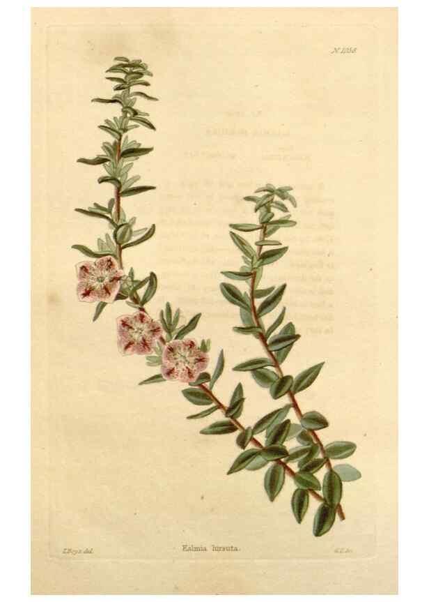 Reproducción/Reproduction 48782405208: The botanical cabinet. London :John & Arthur Arch ...,1817-1833.. 