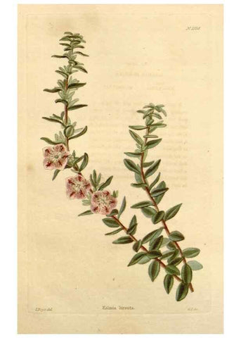 Reproducción/Reproduction 48782405208: The botanical cabinet. London :John & Arthur Arch ...,1817-1833.. 