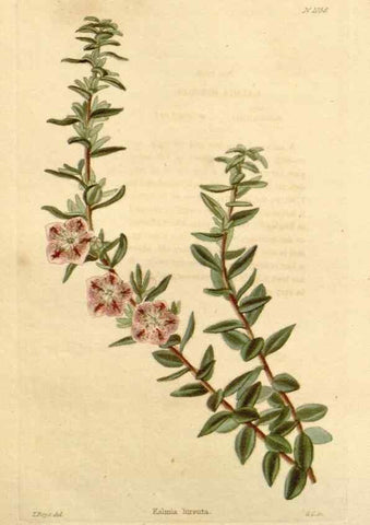 Reproducción/Reproduction 48782405208: The botanical cabinet. London :John & Arthur Arch ...,1817-1833.. 