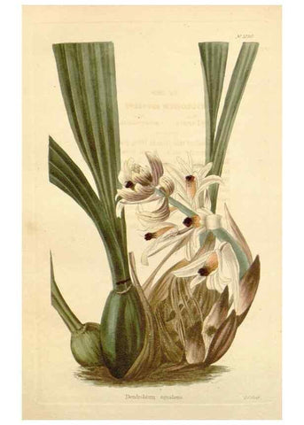 Reproducción/Reproduction 48782938177: The botanical cabinet. London :John & Arthur Arch ...,1817-1833.. 