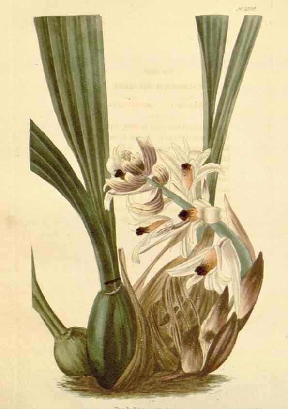 Reproducción/Reproduction 48782938177: The botanical cabinet. London :John & Arthur Arch ...,1817-1833.. 