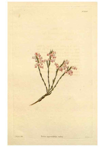 Reproducción/Reproduction 48782771696: The botanical cabinet. London :John & Arthur Arch ...,1817-1833.. 