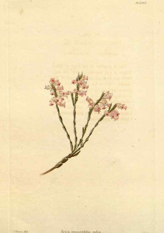 Reproducción/Reproduction 48782771696: The botanical cabinet. London :John & Arthur Arch ...,1817-1833.. 