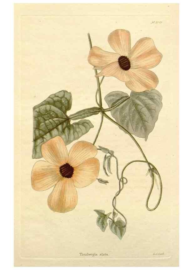 Reproducción/Reproduction 48782844682: The botanical cabinet. London :John & Arthur Arch ...,1817-1833.. 