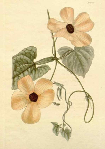 Reproducción/Reproduction 48782844682: The botanical cabinet. London :John & Arthur Arch ...,1817-1833.. 