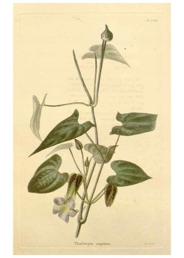 Reproducción/Reproduction 48782676091: The botanical cabinet. London :John & Arthur Arch ...,1817-1833.. 