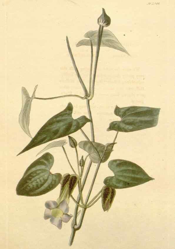 Reproducción/Reproduction 48782676091: The botanical cabinet. London :John & Arthur Arch ...,1817-1833.. 