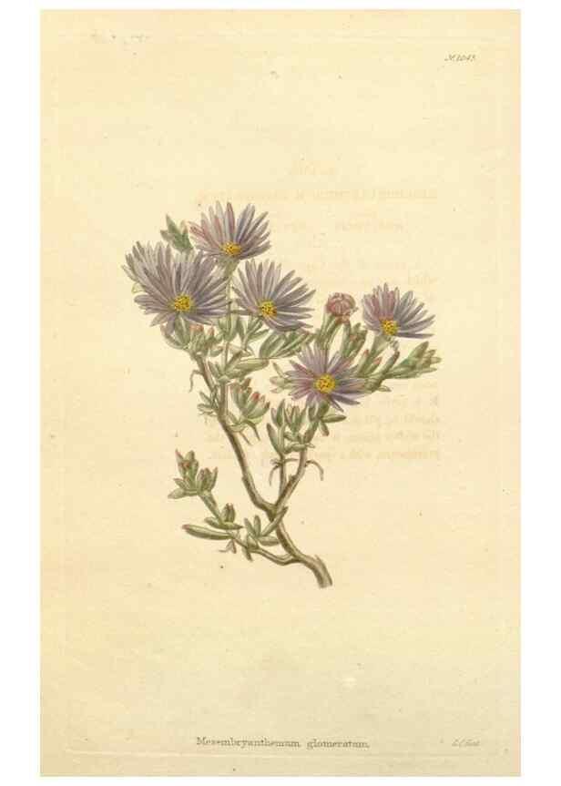 Reproducción/Reproduction 48782311343: The botanical cabinet. London :John & Arthur Arch ...,1817-1833.. 