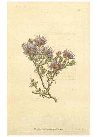 Reproducción/Reproduction 48782311343: The botanical cabinet. London :John & Arthur Arch ...,1817-1833.. 