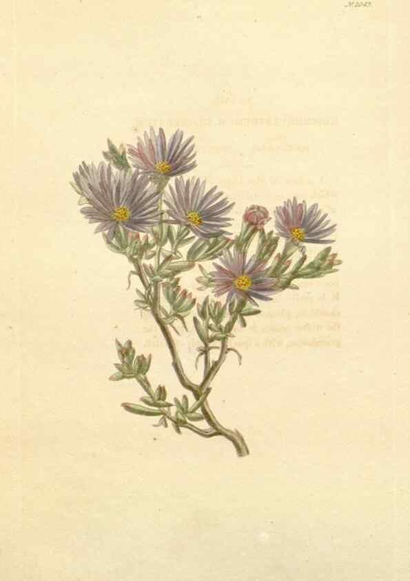 Reproducción/Reproduction 48782311343: The botanical cabinet. London :John & Arthur Arch ...,1817-1833.. 