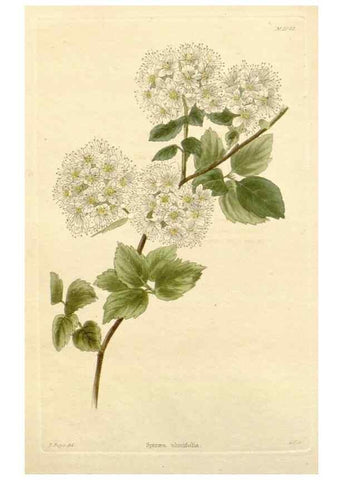 Reproducción/Reproduction 48782675191: The botanical cabinet. London :John & Arthur Arch ...,1817-1833.. 