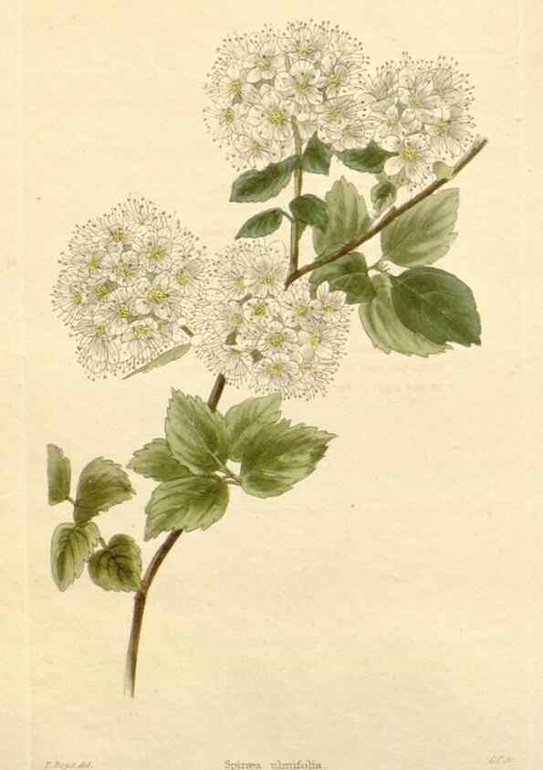 Reproducción/Reproduction 48782675191: The botanical cabinet. London :John & Arthur Arch ...,1817-1833.. 