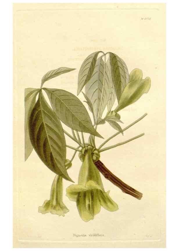 Reproducción/Reproduction 48782669021: The botanical cabinet. London :John & Arthur Arch ...,1817-1833.. 