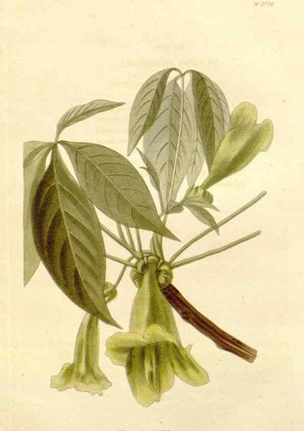 Reproducción/Reproduction 48782669021: The botanical cabinet. London :John & Arthur Arch ...,1817-1833.. 