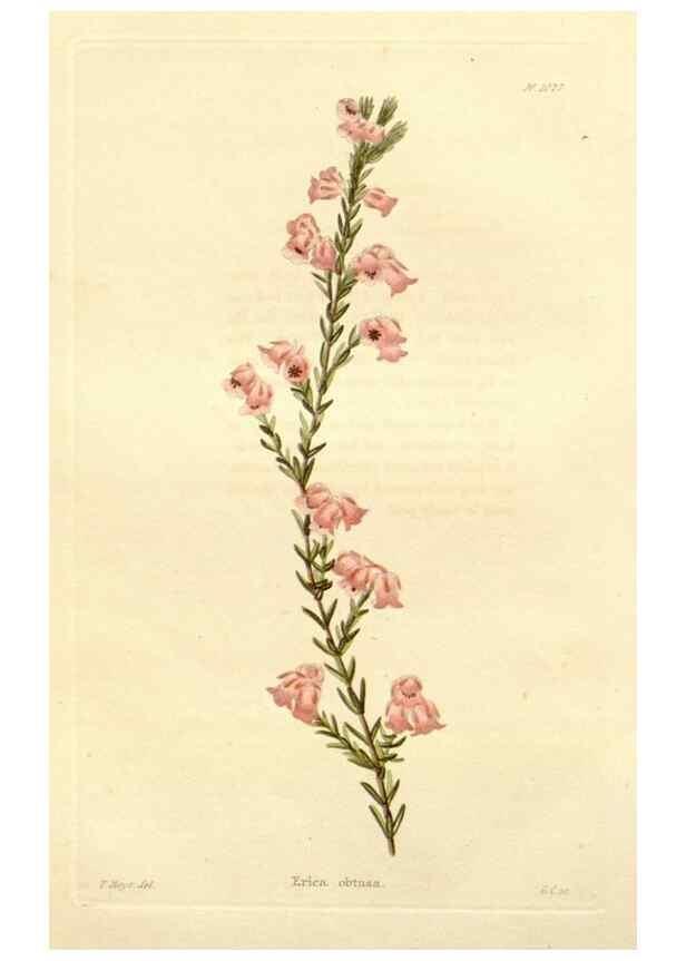 Reproducción/Reproduction 48782305163: The botanical cabinet. London :John & Arthur Arch ...,1817-1833.. 