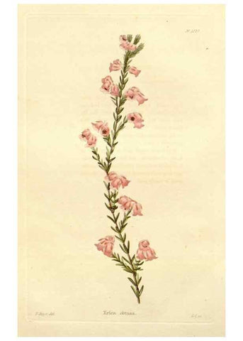 Reproducción/Reproduction 48782305163: The botanical cabinet. London :John & Arthur Arch ...,1817-1833.. 