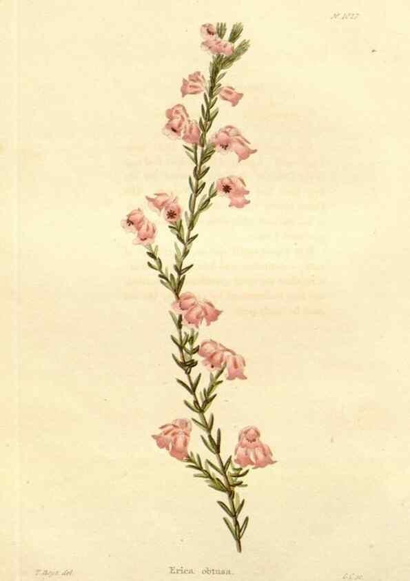 Reproducción/Reproduction 48782305163: The botanical cabinet. London :John & Arthur Arch ...,1817-1833.. 