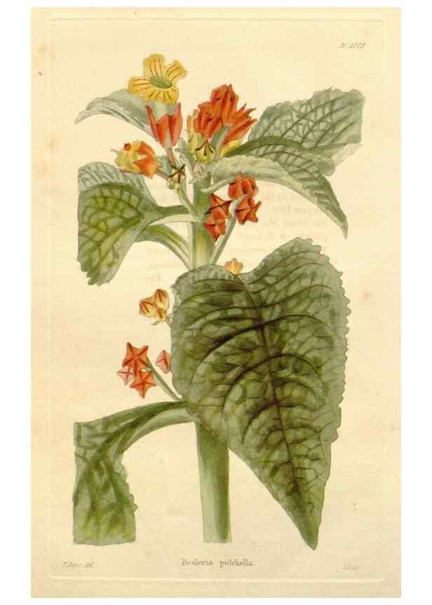 Reproducción/Reproduction 48782670231: The botanical cabinet. London :John & Arthur Arch ...,1817-1833.. 