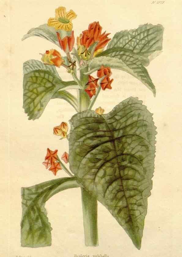 Reproducción/Reproduction 48782670231: The botanical cabinet. London :John & Arthur Arch ...,1817-1833.. 