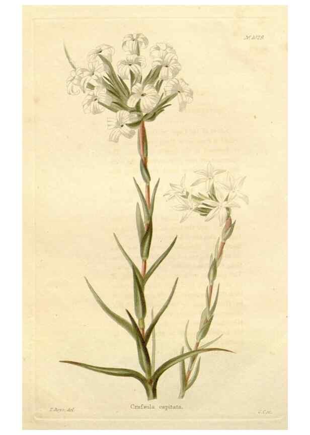 Reproducción/Reproduction 48782839012: The botanical cabinet. London :John & Arthur Arch ...,1817-1833.. 