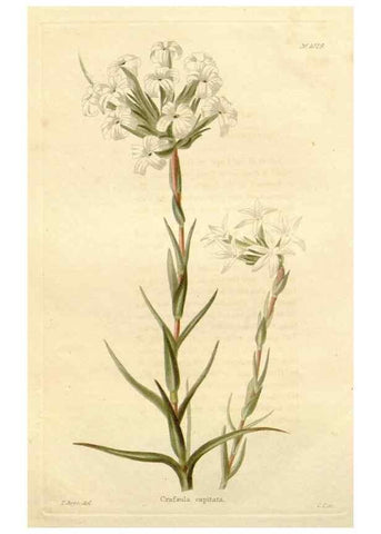Reproducción/Reproduction 48782839012: The botanical cabinet. London :John & Arthur Arch ...,1817-1833.. 