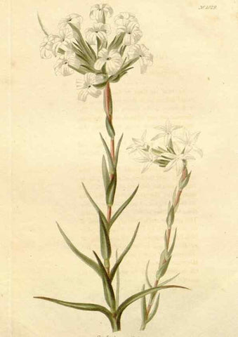 Reproducción/Reproduction 48782839012: The botanical cabinet. London :John & Arthur Arch ...,1817-1833.. 