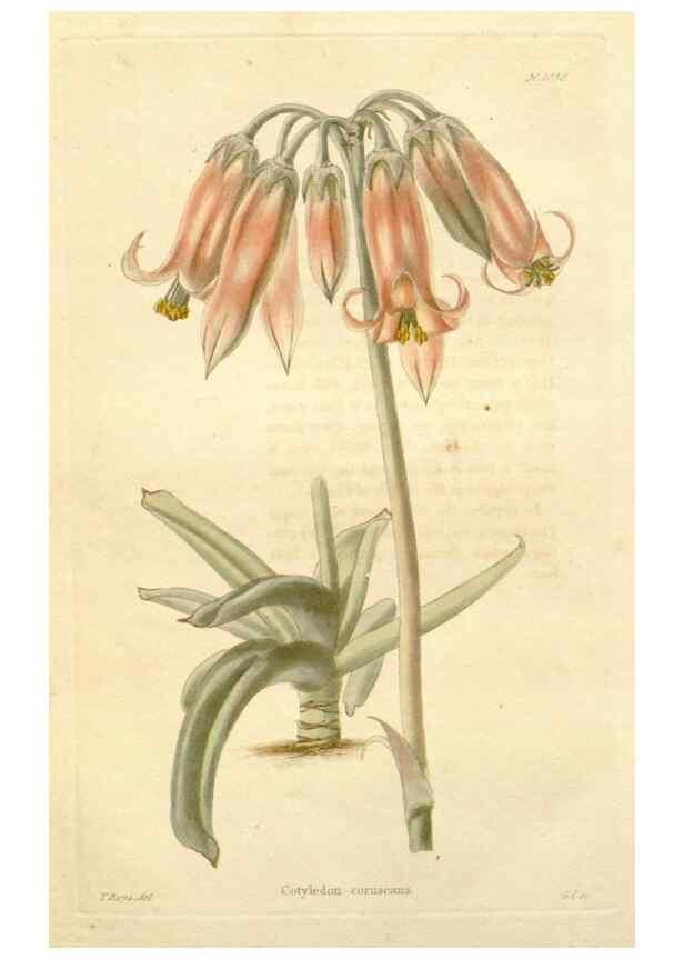 Reproducción/Reproduction 48782839417: The botanical cabinet. London :John & Arthur Arch ...,1817-1833.. 