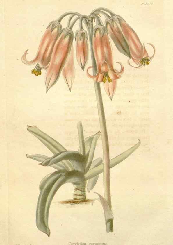Reproducción/Reproduction 48782839417: The botanical cabinet. London :John & Arthur Arch ...,1817-1833.. 