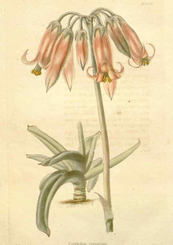 Reproducción/Reproduction 48782839417: The botanical cabinet. London :John & Arthur Arch ...,1817-1833.. 