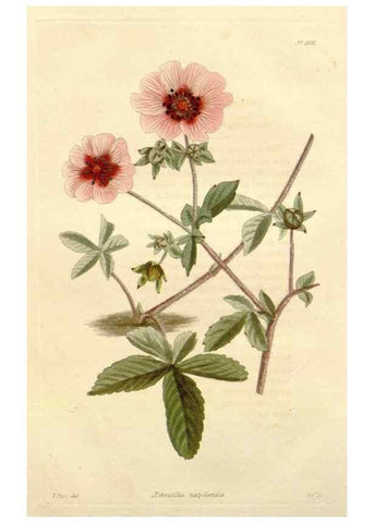 Reproducción/Reproduction 48782839747: The botanical cabinet. London :John & Arthur Arch ...,1817-1833.. 