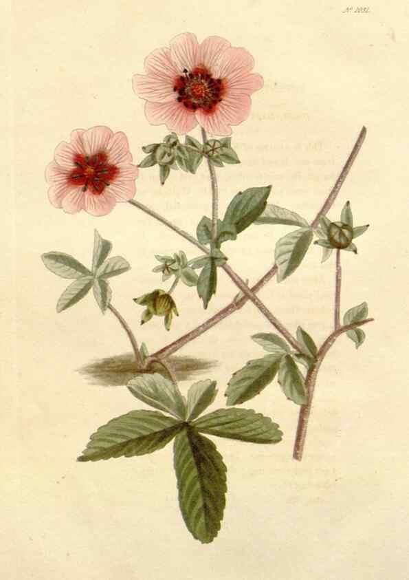 Reproducción/Reproduction 48782839747: The botanical cabinet. London :John & Arthur Arch ...,1817-1833.. 