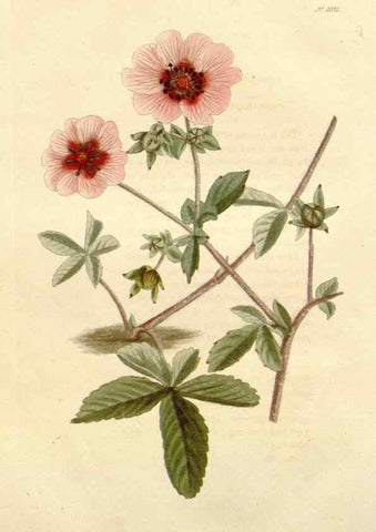 Reproducción/Reproduction 48782839747: The botanical cabinet. London :John & Arthur Arch ...,1817-1833.. 