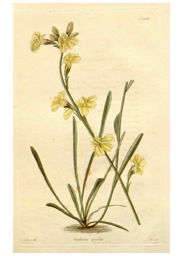 Reproducción/Reproduction 48782840017: The botanical cabinet. London :John & Arthur Arch ...,1817-1833.. 