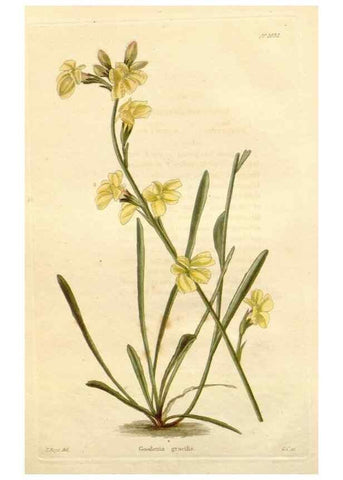 Reproducción/Reproduction 48782840017: The botanical cabinet. London :John & Arthur Arch ...,1817-1833.. 
