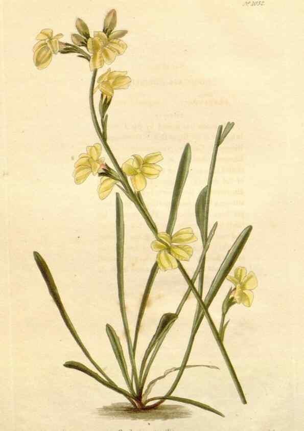 Reproducción/Reproduction 48782840017: The botanical cabinet. London :John & Arthur Arch ...,1817-1833.. 