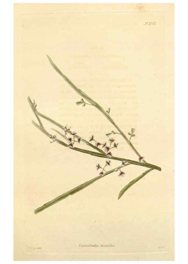 Reproducción/Reproduction 48782772301: The botanical cabinet. London :John & Arthur Arch ...,1817-1833.. 