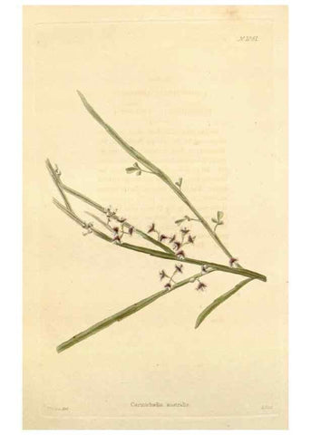Reproducción/Reproduction 48782772301: The botanical cabinet. London :John & Arthur Arch ...,1817-1833.. 