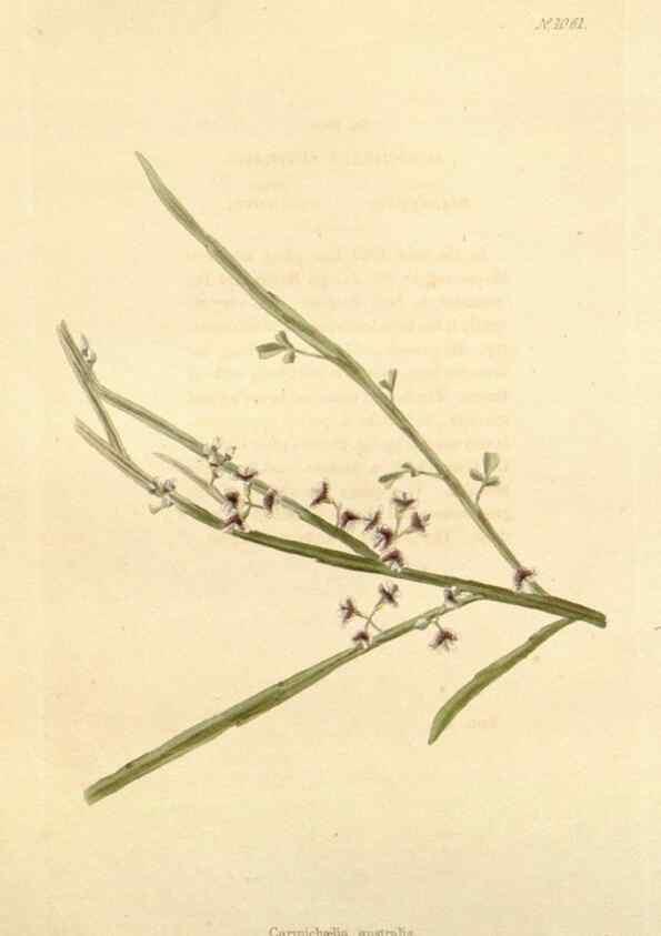 Reproducción/Reproduction 48782772301: The botanical cabinet. London :John & Arthur Arch ...,1817-1833.. 