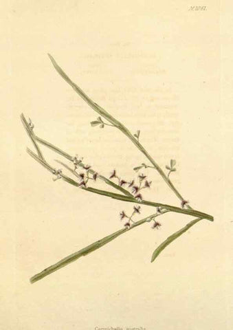 Reproducción/Reproduction 48782772301: The botanical cabinet. London :John & Arthur Arch ...,1817-1833.. 