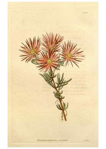 Reproducción/Reproduction 48782671901: The botanical cabinet. London :John & Arthur Arch ...,1817-1833.. 