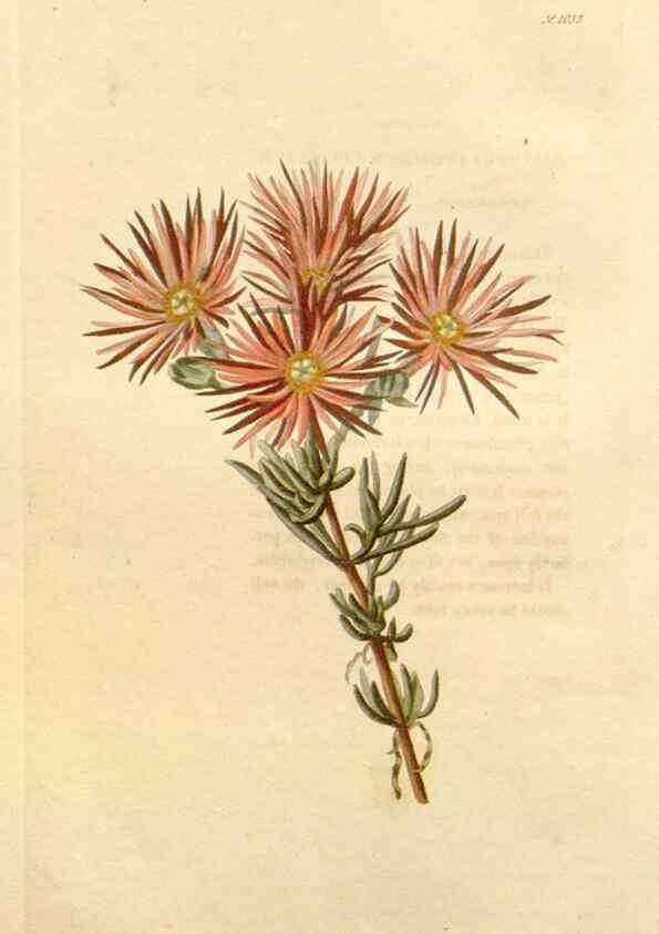 Reproducción/Reproduction 48782671901: The botanical cabinet. London :John & Arthur Arch ...,1817-1833.. 