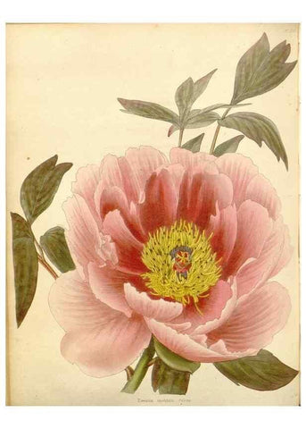 Reproducción/Reproduction 48782840802: The botanical cabinet. London :John & Arthur Arch ...,1817-1833.. 
