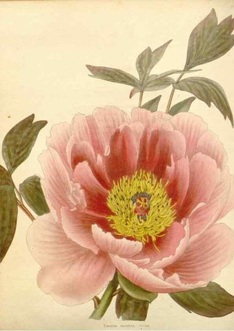 Reproducción/Reproduction 48782840802: The botanical cabinet. London :John & Arthur Arch ...,1817-1833.. 