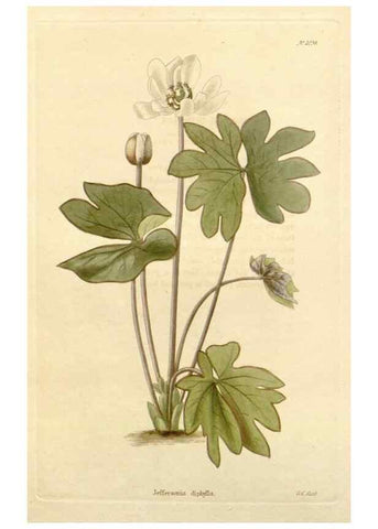 Reproducción/Reproduction 48782841067: The botanical cabinet. London :John & Arthur Arch ...,1817-1833.. 