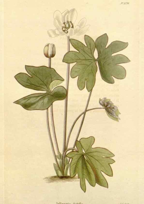 Reproducción/Reproduction 48782841067: The botanical cabinet. London :John & Arthur Arch ...,1817-1833.. 