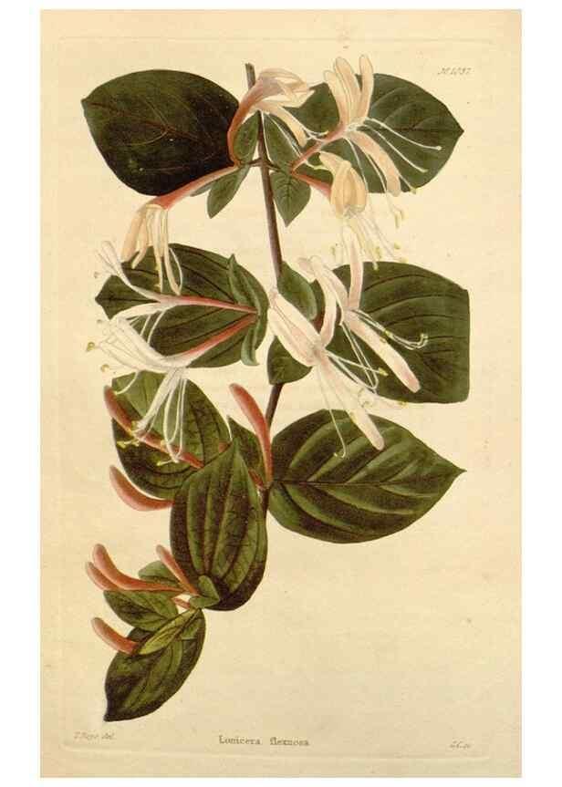 Reproducción/Reproduction 48782308683: The botanical cabinet. London :John & Arthur Arch ...,1817-1833.. 