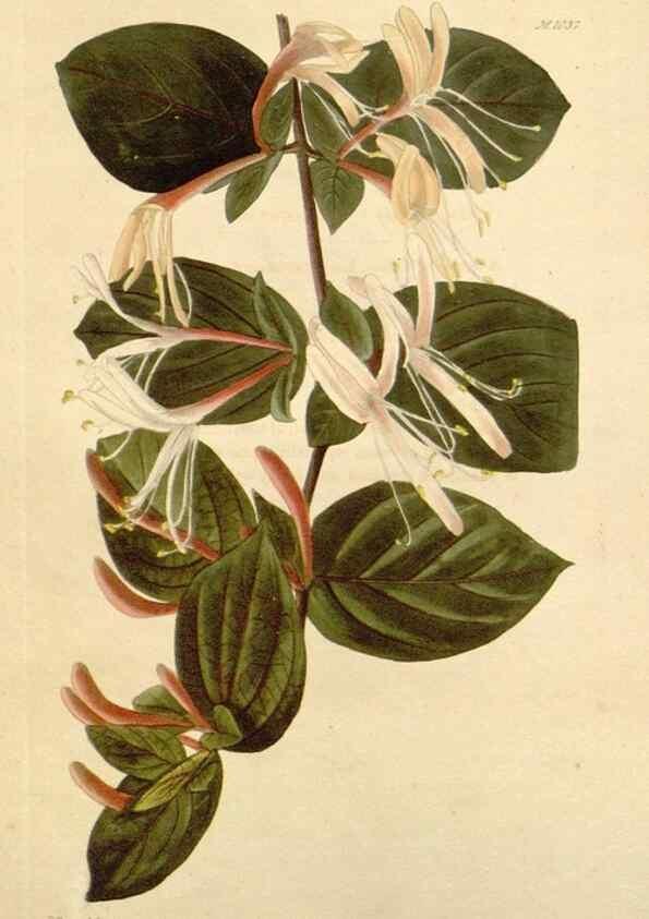 Reproducción/Reproduction 48782308683: The botanical cabinet. London :John & Arthur Arch ...,1817-1833.. 