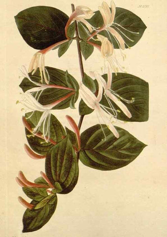 Reproducción/Reproduction 48782308683: The botanical cabinet. London :John & Arthur Arch ...,1817-1833.. 